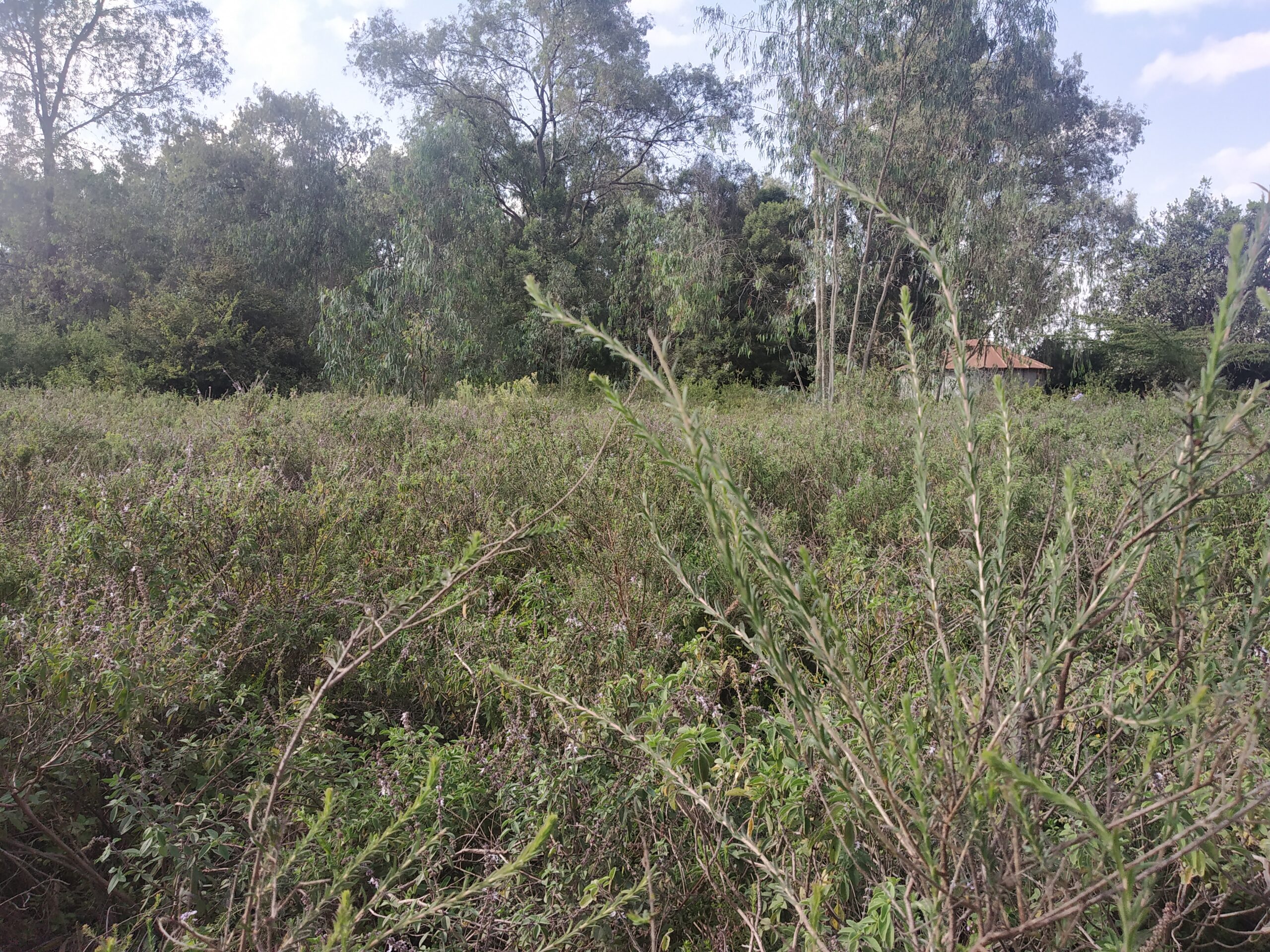 Five [5] Acres FOR SALE, Karen, Nairobi