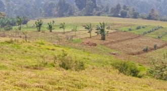 1/2 Acre For Sale,Thome Estate